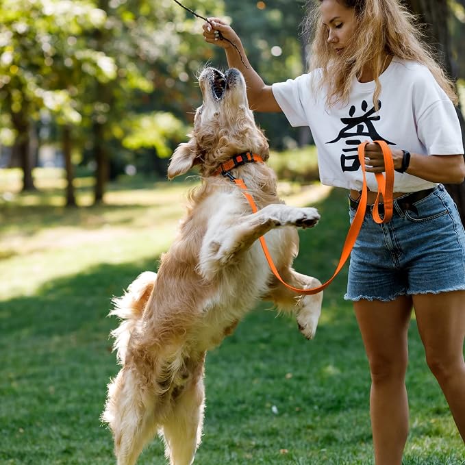 Reflective Dog Collar — Night Safety
